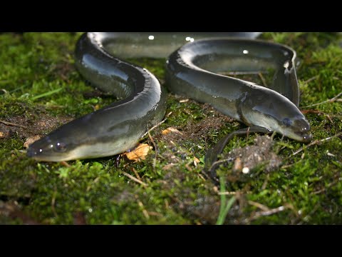 თევზაობა უცნაურ თევზზე  || snake Fish 2020,